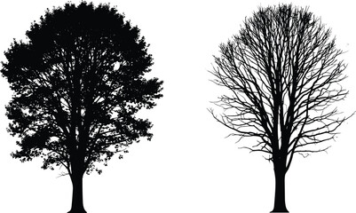 Obraz premium tree, silhouette, seasonal, contrast, summer, winter, nature, forest, isolated, black, white, leaf, bare, branches, environment, growth, change, botanical, illustration, design
