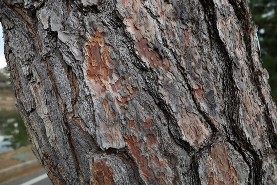 Close-up texture of rough pine tree bark with natural brown patterns.