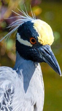 A close-up of a bird with a distinctive yellow crest