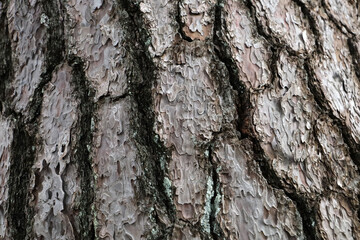Fototapeta premium Close-up texture of rough pine tree bark with natural brown patterns.
