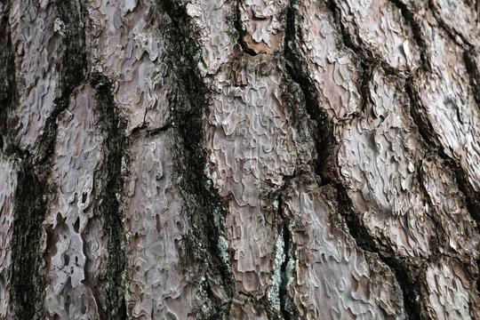 Close-up texture of rough pine tree bark with natural brown patterns.