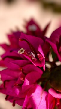 Chinche de patas de hoja de la familia Coreidae sobre flor de bugambilia color rosa