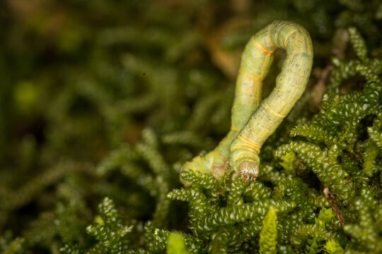 Close up of Cleora scriptaria, the kawakawa looper moth caterpillar