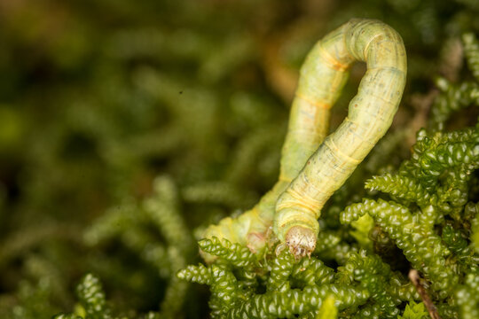 Close up of Cleora scriptaria, the kawakawa looper moth caterpillar