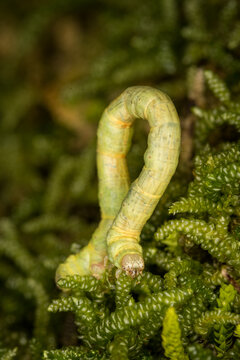 Close up of Cleora scriptaria, the kawakawa looper moth caterpillar