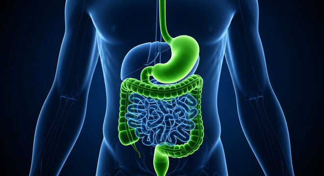 Human torso showcasing internal digestive system organs highlighted in green, useful for anatomical education and health visuals