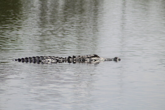 American Alligator
