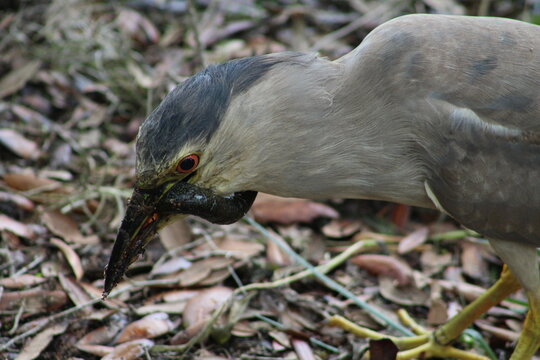 Black Crowned Night Heron eating an eel