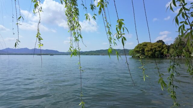 The natural scenery of weeping willows by West Lake