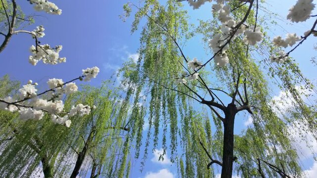 Willow trees and blooming flowers under the blue sky and white clouds