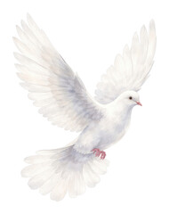 Fototapeta premium PNG Graceful watercolor dove illustration