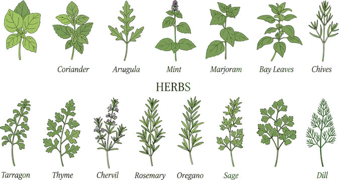 Printbotanical, illustration, plants, herbs, foliage, leaves, species, collection, chart, diagram, vintage, engraved, handdrawn, nature, flora, garden, herbal, medicinal, wildplants, greenery, isolate