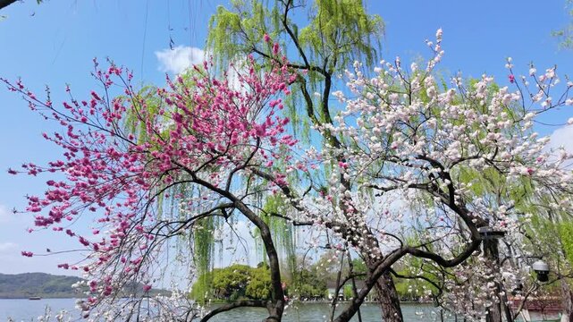 Beautiful scenery of flowers and willows by the spring sun at West Lake in Hangzhou