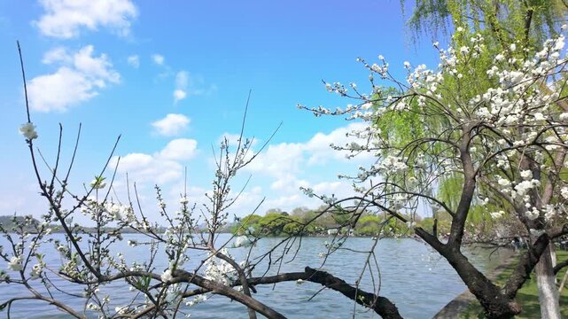 The blooming flowers and weeping willows by West Lake in spring