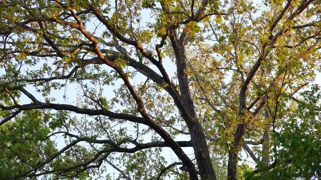 trees in the forest
