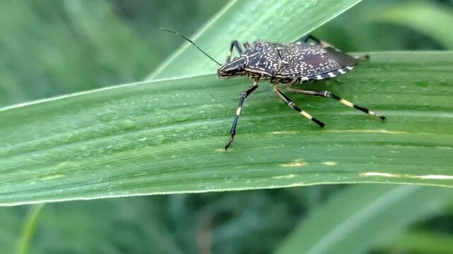The yellow-spotted stink bug is motionless, resting