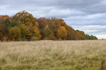 Fototapeta premium A wide field with tall dry grass stretches before a dense autumn forest under a moody cloudy sky. Bright golden and crimson tree colors contrast with the grey atmosphere, creating a calm and majestic 