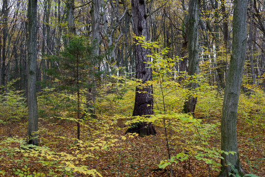 A picturesque autumn forest is filled with tall trees, thin branches, and bright golden foliage against a dense undergrowth. This quiet natural landscape showcases the seasonal transition,