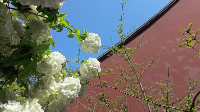 White hydrangeas under the red wall
