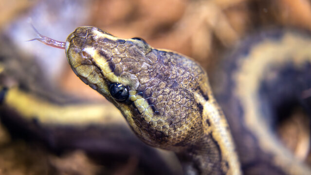 Royal Python (Python regius) close-up head with flickering tongue