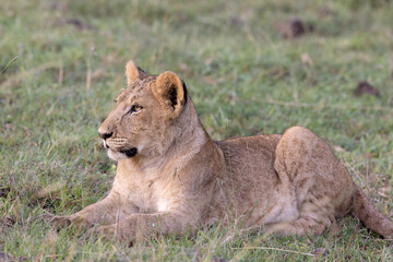 Regal © George Erwin Turner
