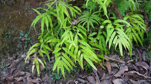 Close-up of a vibrant green wild fern growing in a natural forest environment with dry leaves on the ground.