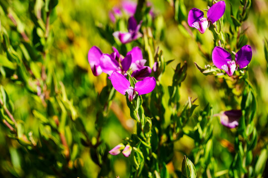 Purple  autumn flowers of the myrtle-leaf milkwort (polygala myrtifolia), native to South Africa