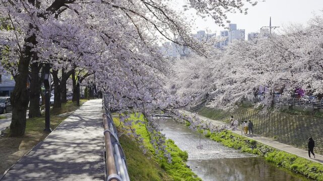 People Walking Under Cherry Blossoms Along Sunny Riverside Path, Mugeocheon Stream, Ulsan, South Korea