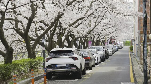 Cherry Blossom Petals Falling Over Street With Row of Cars, Ulsan, South Korea