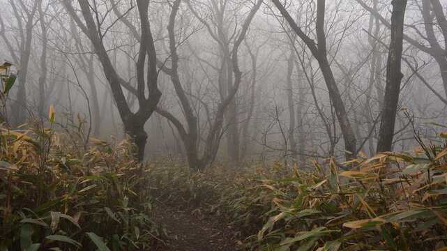 Misty Forest Hiking Path in Early Spring, Gajisan Mountain, South Korea