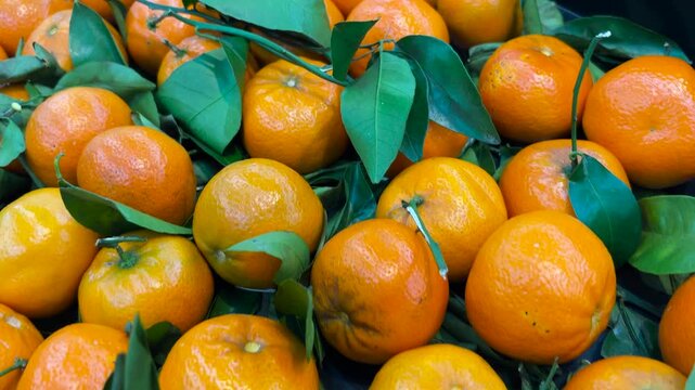 Fresh santang oranges (honey santang oranges) in a basket. Sweet, refreshing, and sour oranges. Harvesting santang oranges. Close up video