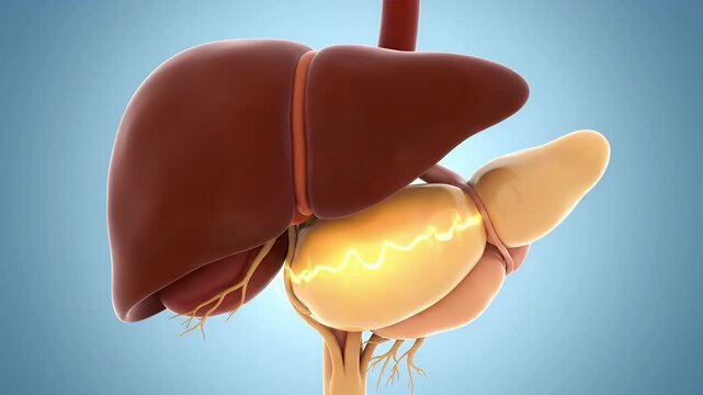 Isolated Realistic 3D Model of Human Liver and Pancreas Organs with Smooth Shading and Subtle Glow on a Gradient Blue Background
