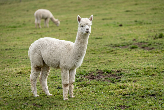 White llama standing on grassy field with another llama grazing in background
