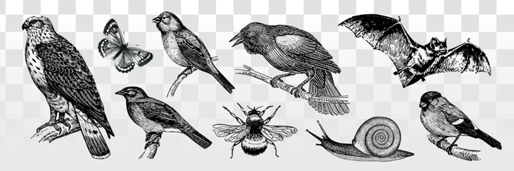 Vintage illustration of birds, insects, and animals. Includes a hawk, butterfly, crow, bat, bee, and snail. Detailed vintage style, diverse wildlife collection. Element vector set. © Rawpixel.com