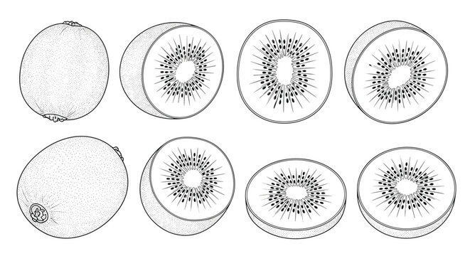 Black and white line art illustrations of whole and sliced kiwi fruits showing internal seeds and textures on a white background.