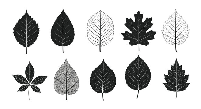 Set of ten various tree leaf silhouettes showing different shapes and vein patterns in black and white for botanical and nature studies.