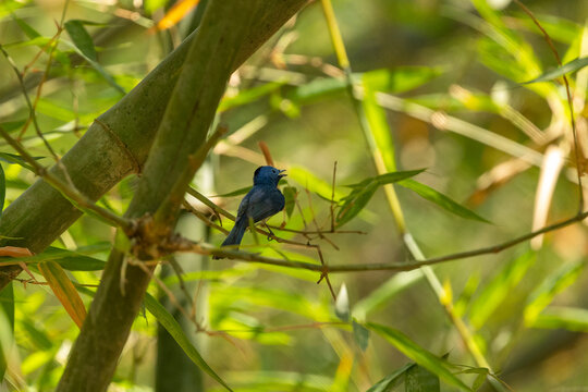 Black-naped monarch bird calling on bamboo branch, blue flycatcher in natural forest habitat