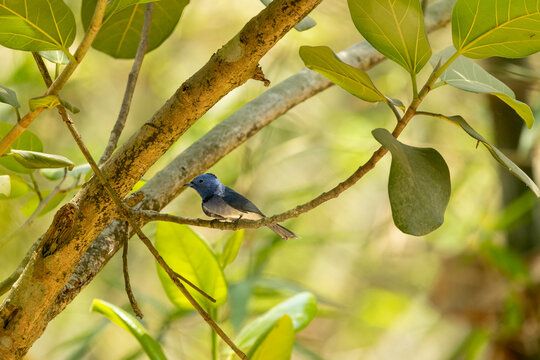Black-naped monarch bird perched on bamboo branch in forest, blue flycatcher wildlife photography