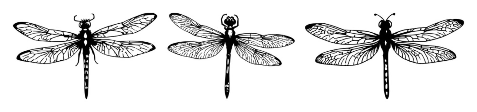 Dried dragonfly set with organic hand-inked style featuring entomology, insects, nature with fantasy and magic elements