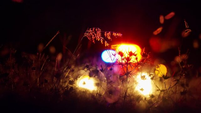 Police car with flashing blue and red lights visible through wild grass and thistle plants at night. Focus on foreground vegetation with car headlights in soft bokeh defocus creating atmospheric scene