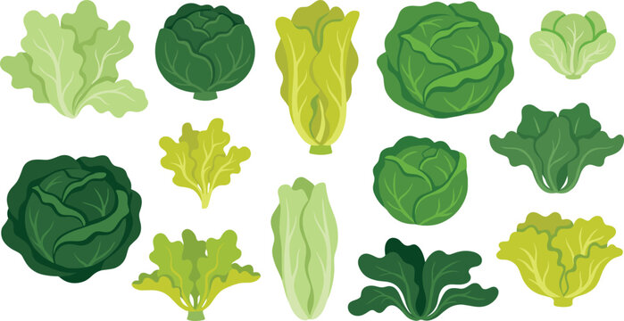 Fresh green lettuce and leafy vegetable vector collection featuring cabbage, romaine, butterhead and salad greens for organic food and healthy diet design
