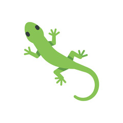 Fototapeta premium Minimal flat vector illustration of a green gecko viewed from above, with spread limbs and a curved tail, simple shapes and clean lines on isolated background for a modern look