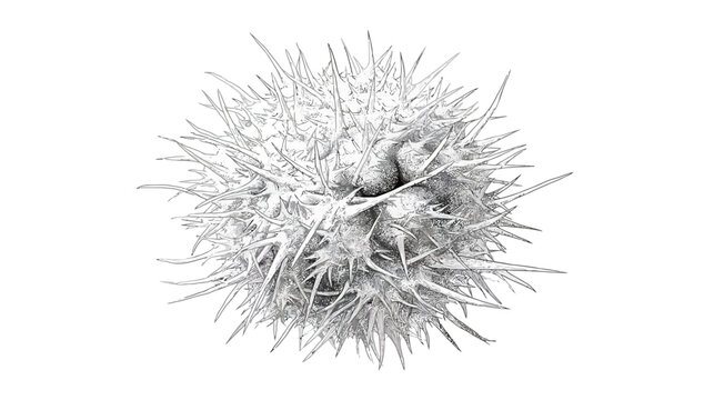Spiky Sphere.
Description A spiky, spherical shape illustrated in shades of gray on a white background