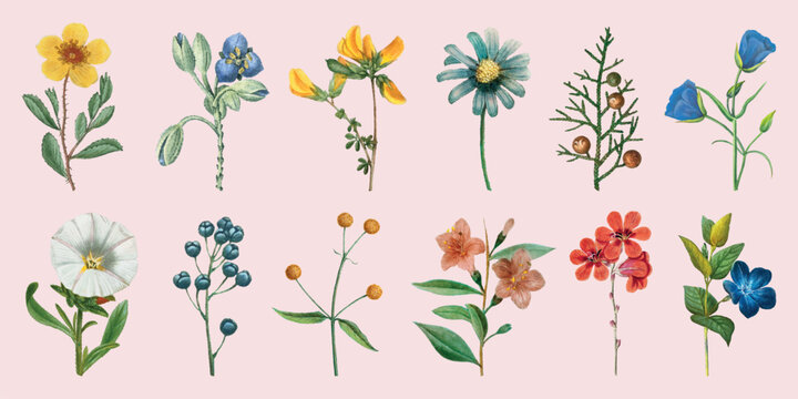 Colorful botanical illustrations of various flowers and plants. Includes yellow, blue, and red flowers with green leaves. Diverse floral designs in a row. Spring flower illustrations, isolated vectors