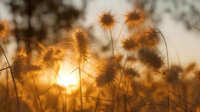 Delicate fluffy grass seed heads glow with warm golden sunlight during sunset. Soft bokeh background with tree silhouettes creates dreamy atmosphere in natural meadow scene.