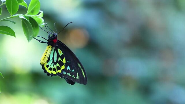 A beautiful birdwing butterfly with vibrant yellow and black wings gently resting on a green leaf on a sunny day.