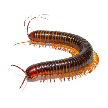 A large, dark brown and orange millipede curled up