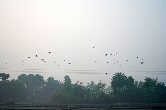 Flock of birds flying over a misty rural landscape with lush trees in the early morning
