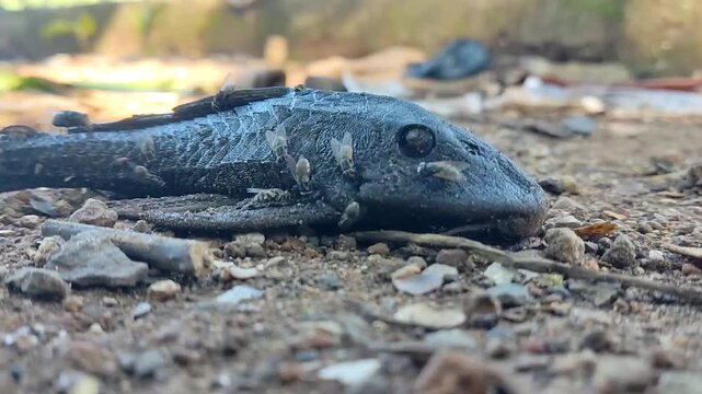 close up of the carcass of a plecostomus fish, or "ikan sapu sapu" fish drying on a barren ground and surrounded by a group of flies