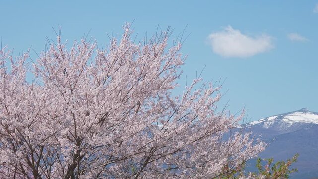 残雪の残る安達太良山と桜（桜から山へパン）